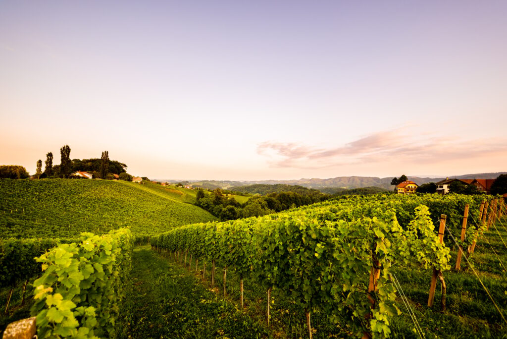 Vineyards in Slovenia close to the border with Austria south styria.